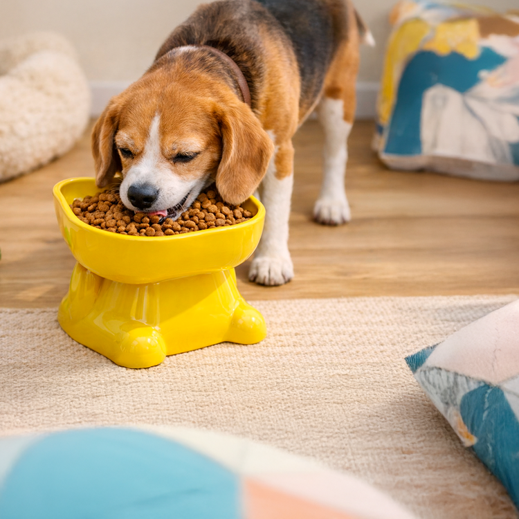 Plato Elevado Ergonómico para Mascotas | Ideal para Gatos y Perros Pequeños